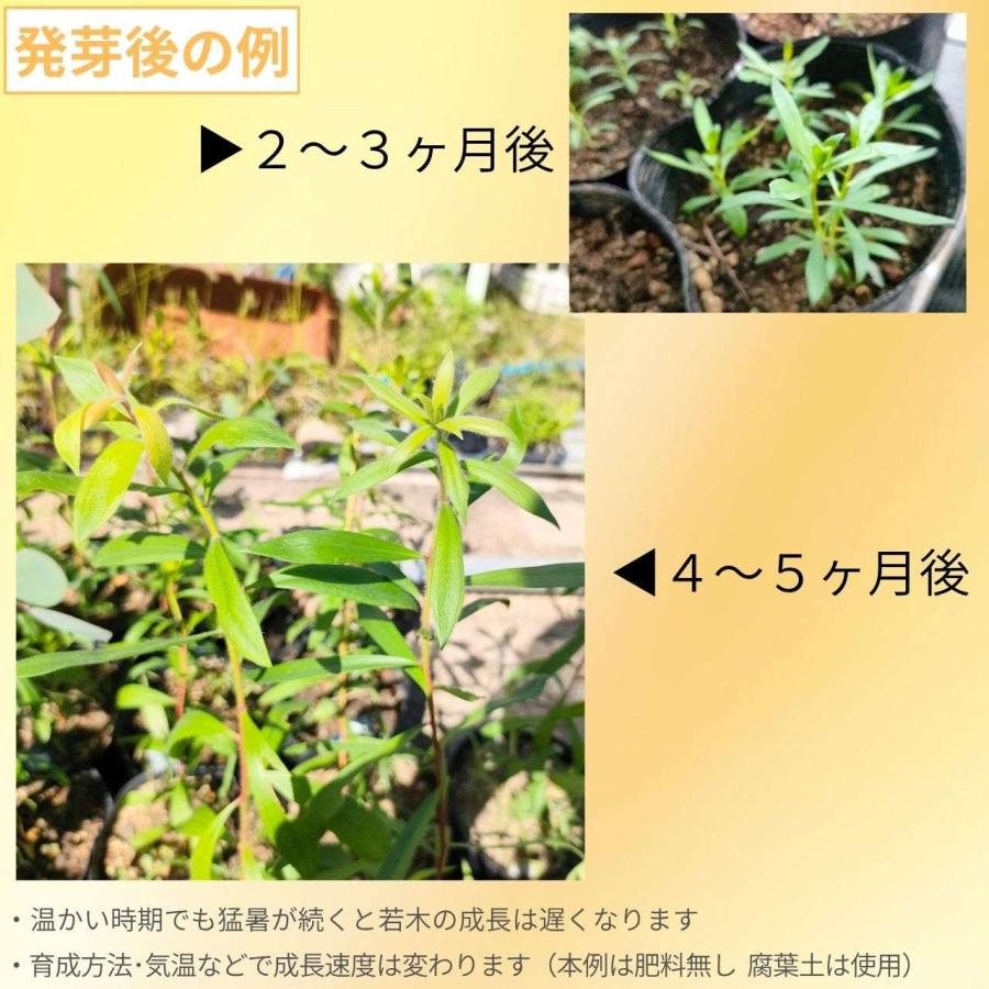 ニアウリ 種子 | メラレウカ・クインクエネルヴィア - エッセンシャルオイルで有名 - 種子 |  | 02