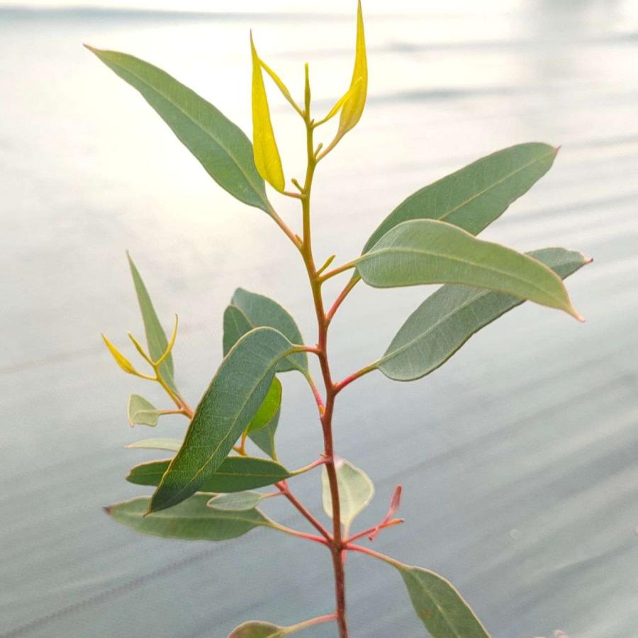 ユーカリ・トルカータ 種子 | コーラルガム - 珊瑚のユーカリ - 種子 |  | 04