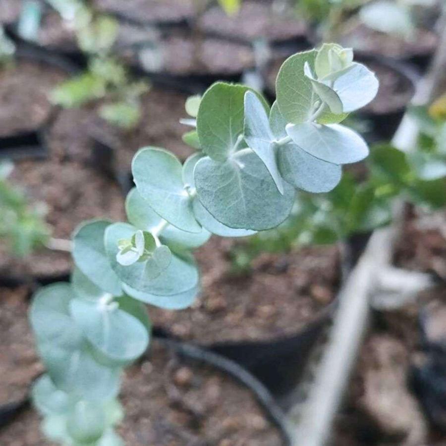 ユーカリ・グラウケスケンス 種子 | ティングリング・ガム - 白みのある青緑色の丸葉と、多彩な色の樹皮 - 種子 | 