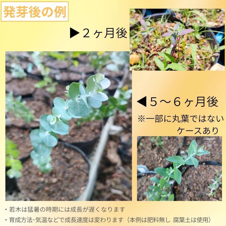 ユーカリ・グラウケスケンス 種子 | ティングリング・ガム - 白みのある青緑色の丸葉と、多彩な色の樹皮 - 種子 |  | 02