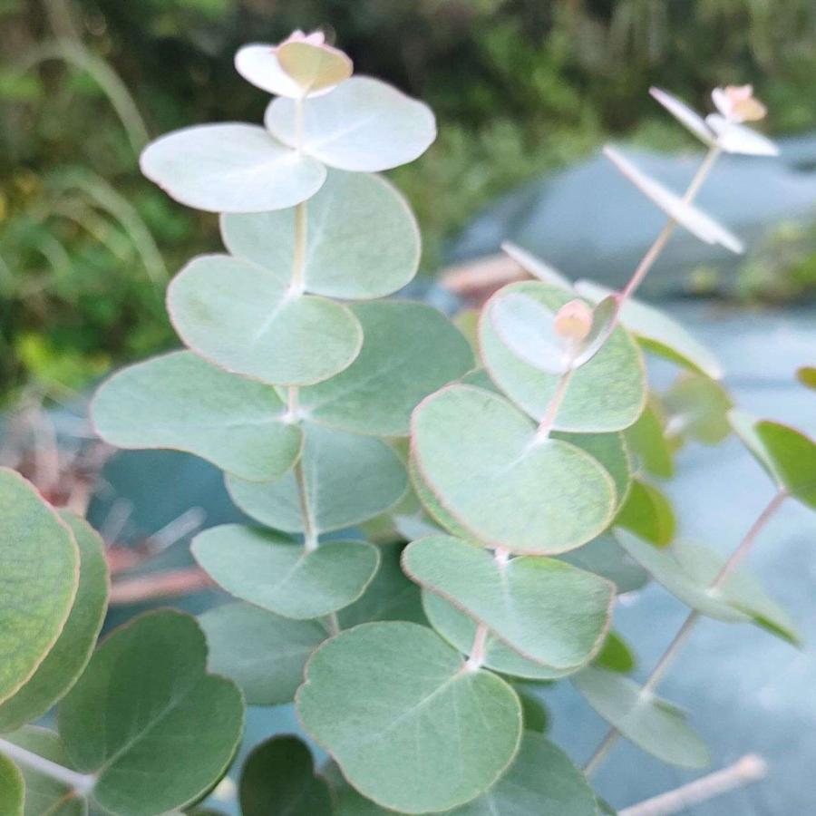 ユーカリ・ゴニオカリックス 種子 | 鮮やかな緑色の円葉 - 種子 | 