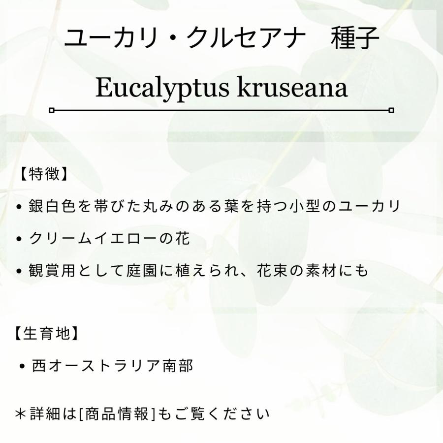 ユーカリ・クルセアナ 種子 | 銀白色帯びた丸葉 - 種子 |  | 01