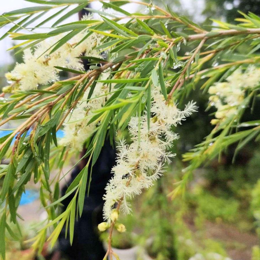 メラレウカ・スノーインサマー 種子 | メラレウカ・リナリイフォリア