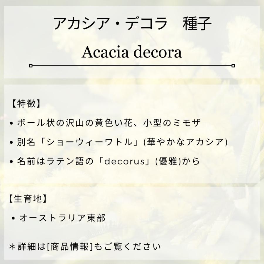 アカシア・デコラ 種子 | ショーウィーワトル - 優雅と称される小型のミモザ - 種子 |  | 01