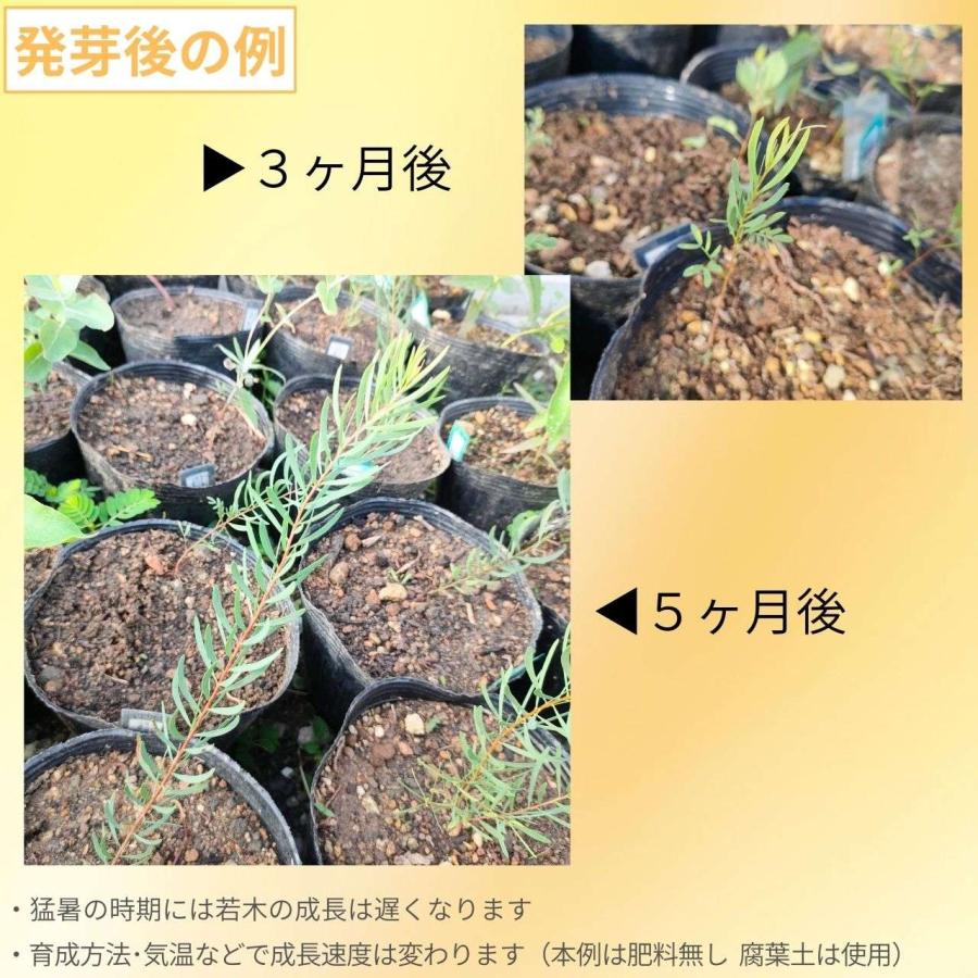 アカシア・デコラ 種子 | ショーウィーワトル - 優雅と称される小型のミモザ - 種子 |  | 02