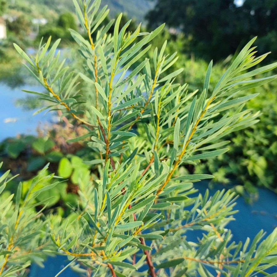 アカシア・デコラ 種子 | ショーウィーワトル - 優雅と称される小型のミモザ - 種子 |  | 03