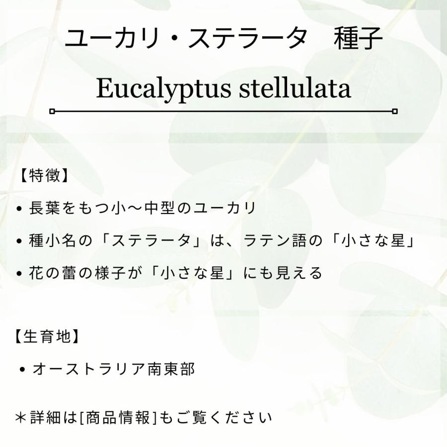 ユーカリ・ステラータ 種子 | ブラックサリー - 小さな星 - 種子 |  | 01
