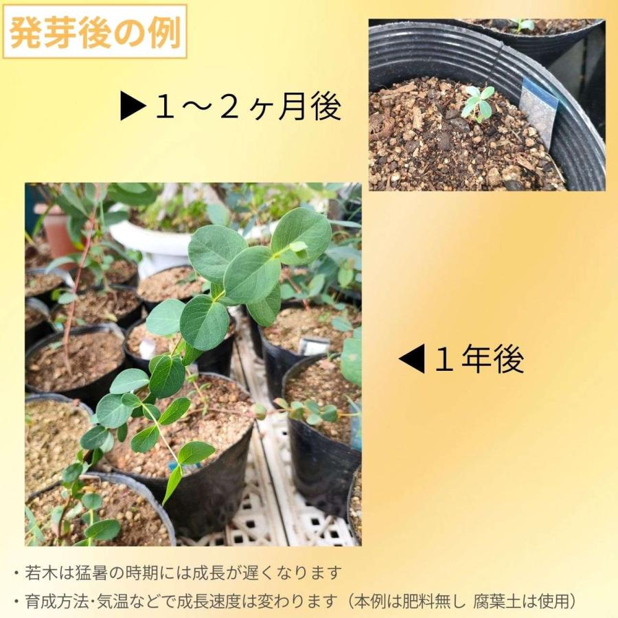 ユーカリ・ステラータ 種子 | ブラックサリー - 小さな星 - 種子 |  | 02