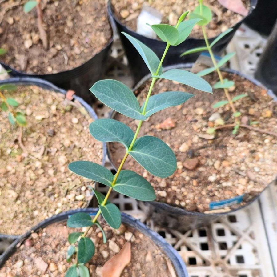 ユーカリ・ステラータ 種子 | ブラックサリー - 小さな星 - 種子 |  | 03