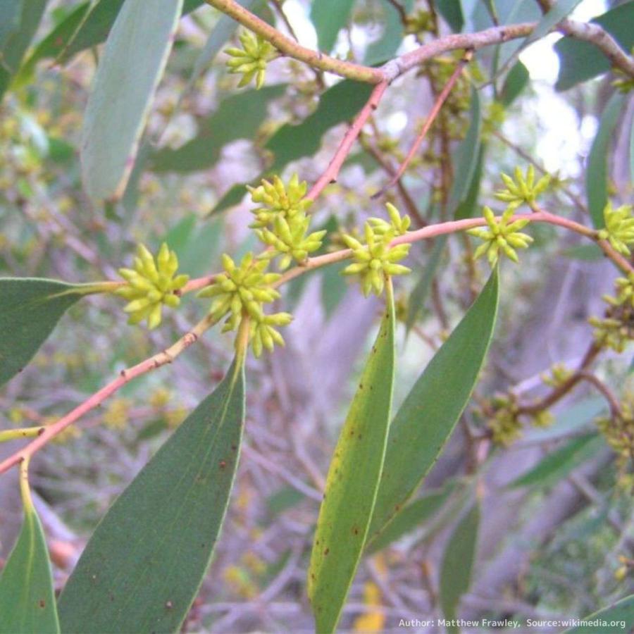 ユーカリ・ステラータ 種子 | ブラックサリー - 小さな星 - 種子 |  | 04