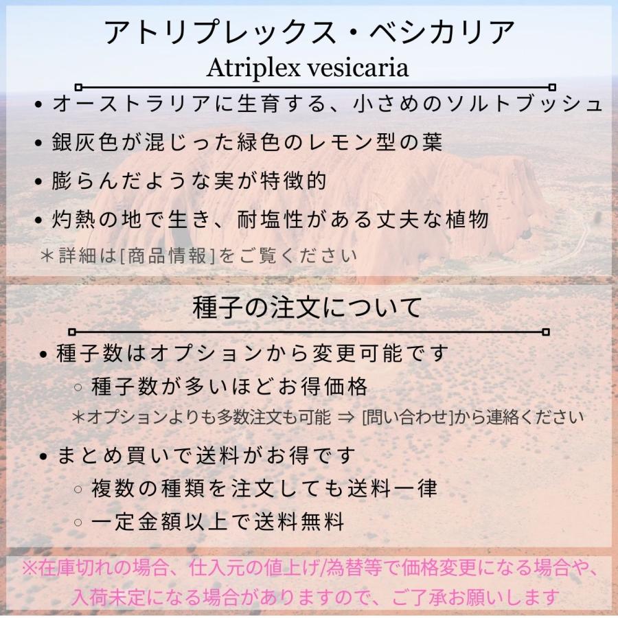 アトリプレックス・ベシカリア 種子 | ブラッダー・ソルトブッシュ - 丈夫な常緑低木 - 種子｜kugelfg｜02