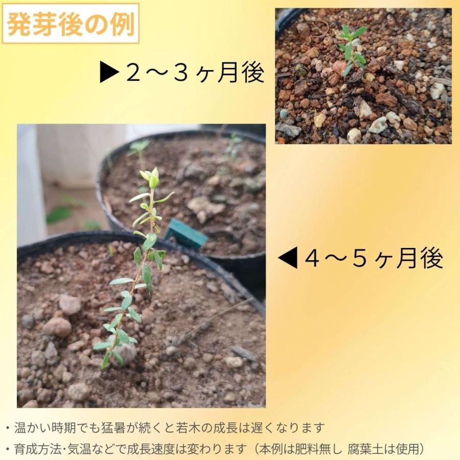 アルパイン・ティーツリー 種子 | レプトスペルマム・ルペストレ - 高地のオージープランツ - 種子 |  | 02