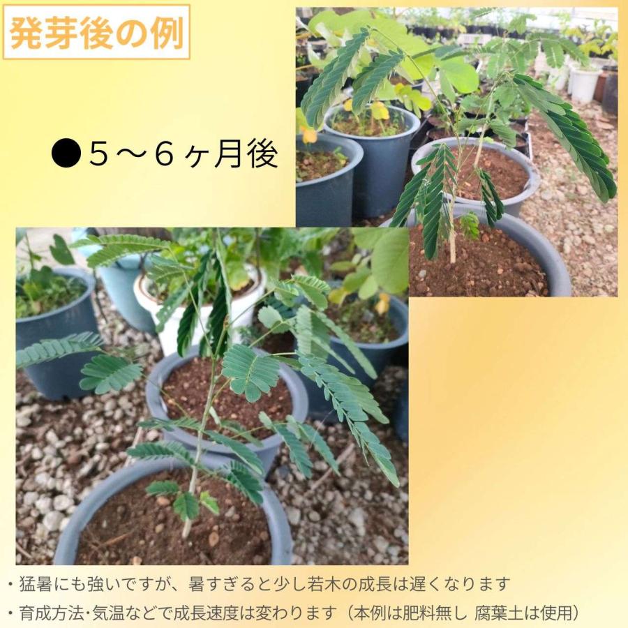 ビルマネム 種子 | アルビジア・レベック - 熱帯のネムノキ - 種子 |  | 02