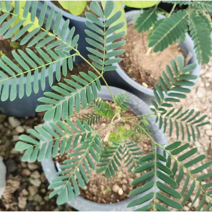 ビルマネム 種子 | アルビジア・レベック - 熱帯のネムノキ - 種子 |  | 03