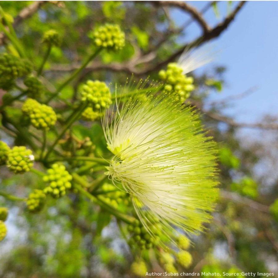 ビルマネム 種子 | アルビジア・レベック - 熱帯のネムノキ - 種子 |  | 04