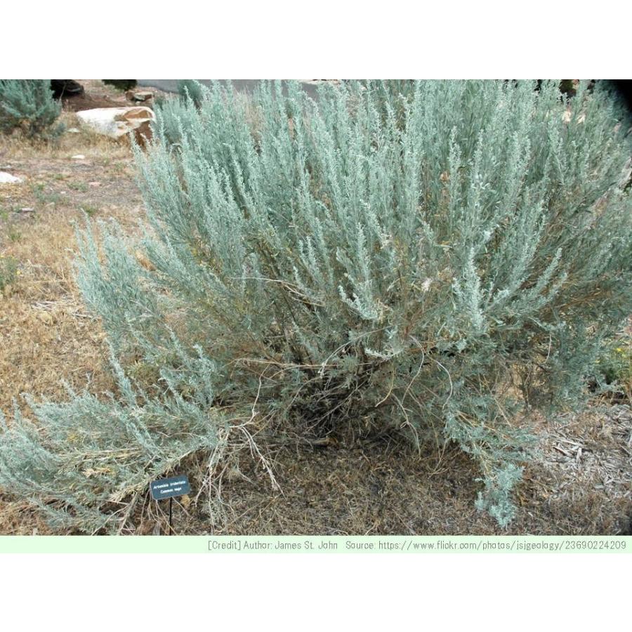 ヤマヨモギ 種子 アルテミシア トリデンタータ 花木 低木 ブラシノキ 種子 Seeds Flower Green Kugel 通販 Yahoo ショッピング