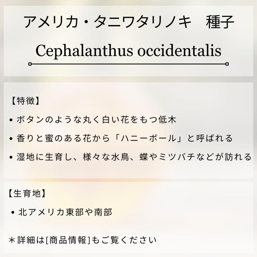アメリカ・タニワタリノキ(谷渡の木) 種子 | ボタンブッシュ - ハニーボール、蜜の玉 - 種子 |  | 01