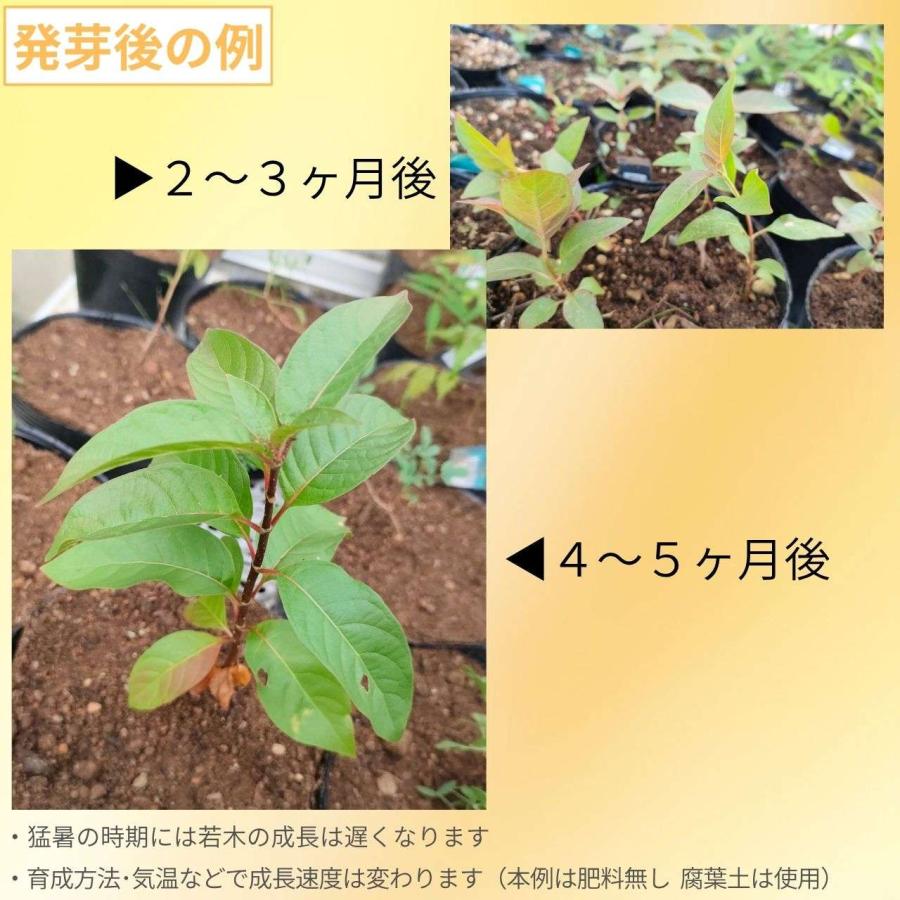 アメリカ・タニワタリノキ(谷渡の木) 種子 | ボタンブッシュ - ハニーボール、蜜の玉 - 種子 |  | 02