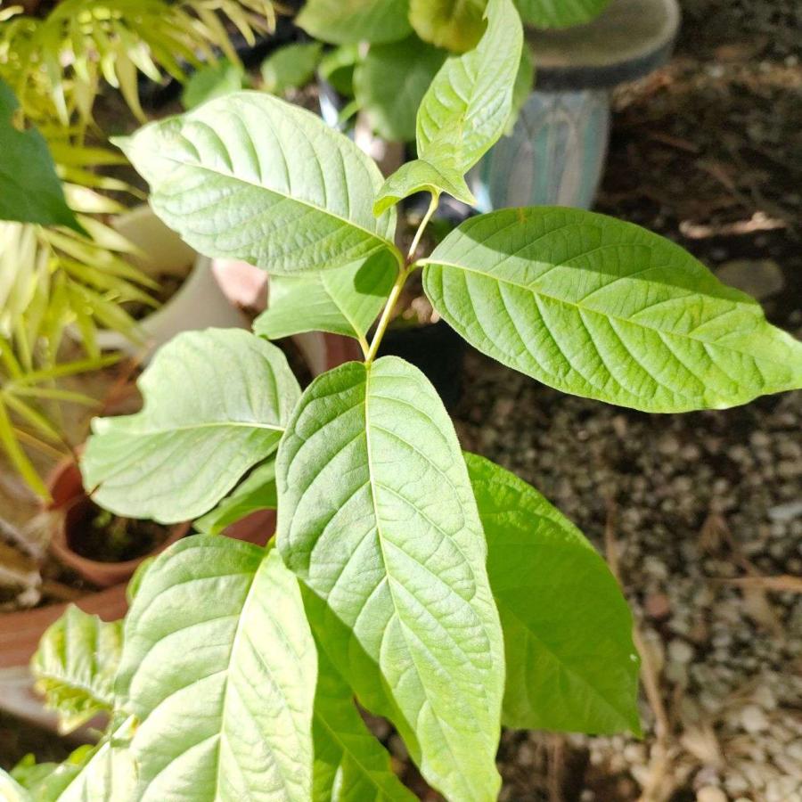 アメリカ・タニワタリノキ(谷渡の木) 種子 | ボタンブッシュ - ハニーボール、蜜の玉 - 種子 |  | 03