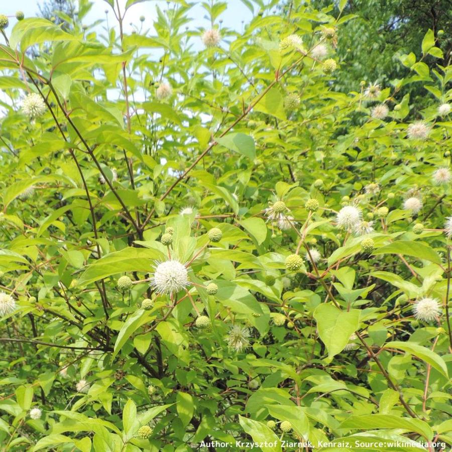 アメリカ・タニワタリノキ(谷渡の木) 種子 | ボタンブッシュ - ハニーボール、蜜の玉 - 種子 |  | 04