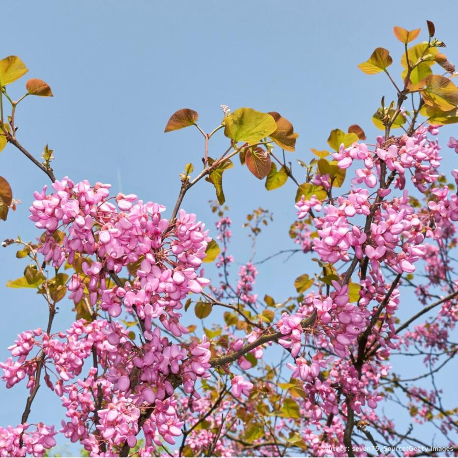 セイヨウハナズオウ 種子 西洋花蘇芳 ユダの木 花木 樹木 種子 Seeds Flower Green Kugel 通販 Yahoo ショッピング