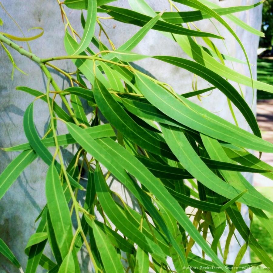 ドテラ4本 未開封 シトラスブリス、ユーカリプタス、サイプレス、レモンユーカリ 51JKpTaEiKL._UF350,350_QL50_.jpg