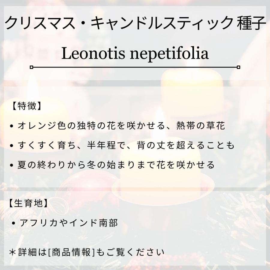 クリスマス・キャンドルスティック 種子 | ライオンズイヤー - 熱帯の花 - 種子 |  | 01