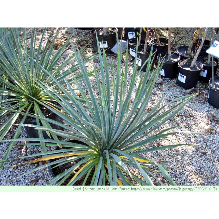 イトラン 種子 観葉植物 ユッカ 種子 Seeds Flower Green Kugel 通販 Yahoo ショッピング