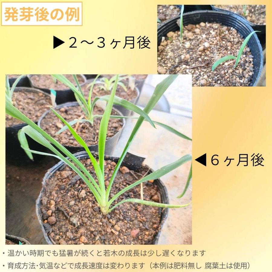 ユッカ・フィラメントーサ 種子 | イトラン - 白い巻き毛