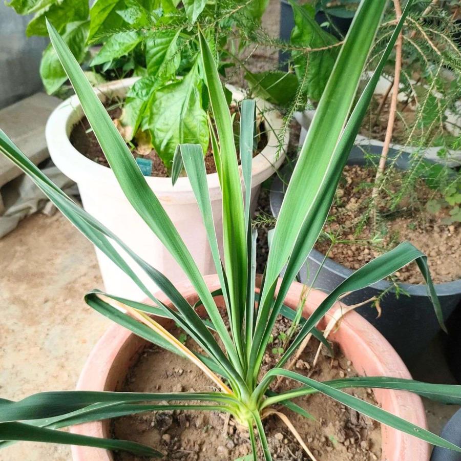 ユッカ・フィラメントーサ 種子 | イトラン - 白い巻き毛