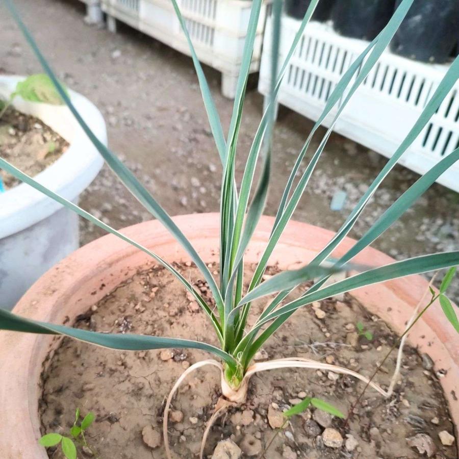 観葉植物 塩*ン様 ユッカ グラウカ 実生株