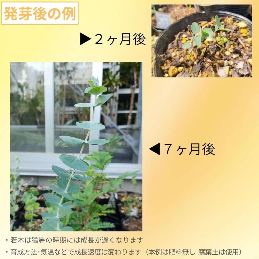 ユーカリ銀世界 種子 | ユーカリ・プルベルレンタ  - 白銀色を帯びた丸葉 - 種子 |  | 02