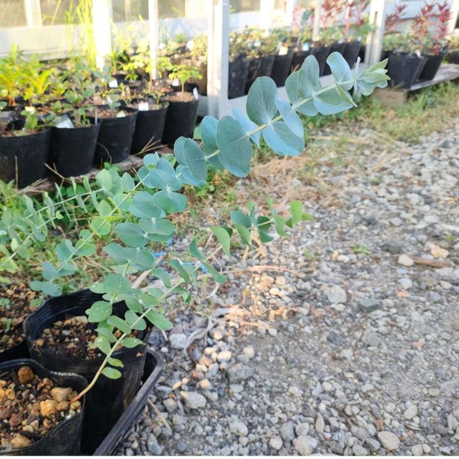 現品、ユーカリの大苗※銀世界　花付きなのでレアです！　少しお値引き出来ます 現品、ユーカリの大苗※銀世界 花付きなのでレアです！ 少しお