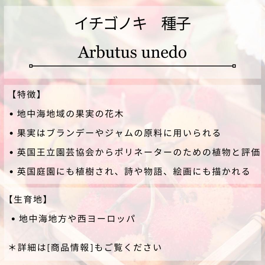 イチゴノキ 種子 | ストロベリーツリー - 地中海地域の果実の木 - 種子 |  | 01