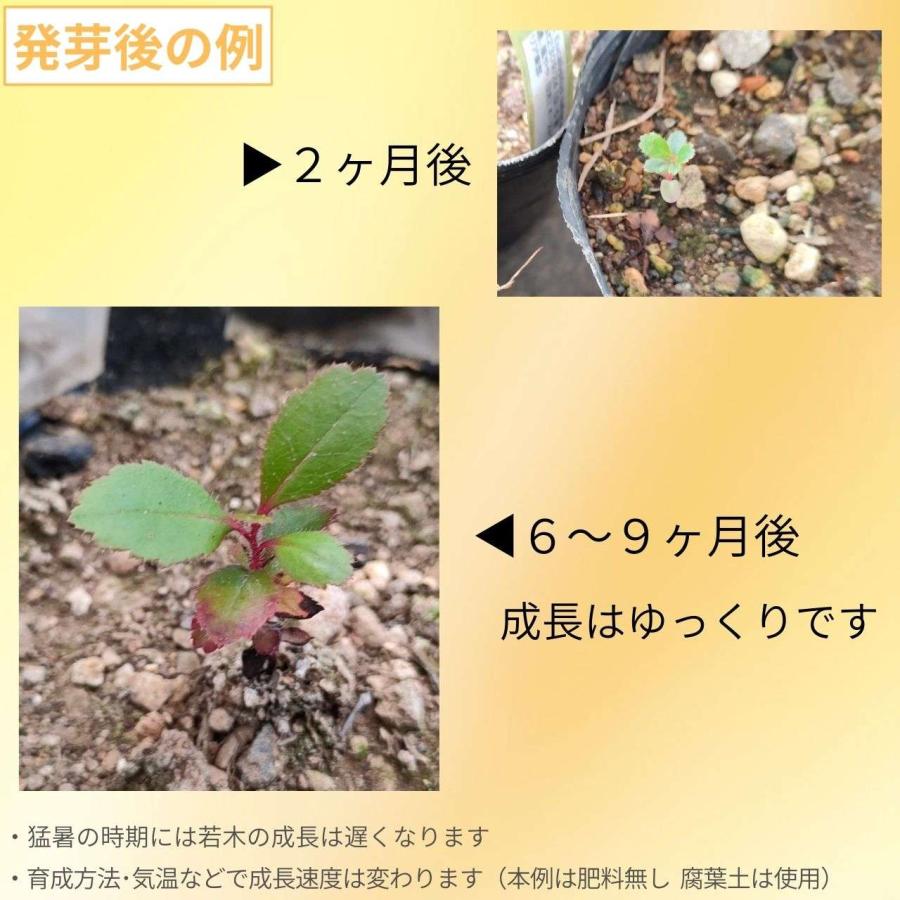 イチゴノキ 種子 | ストロベリーツリー - 地中海地域の果実の木 - 種子 |  | 02