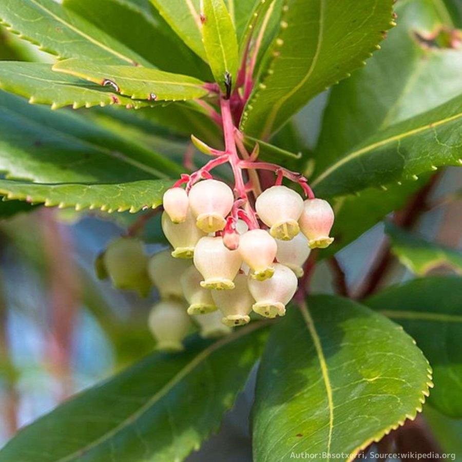 イチゴノキ 種子 | ストロベリーツリー - 地中海地域の果実の木 - 種子 |  | 03