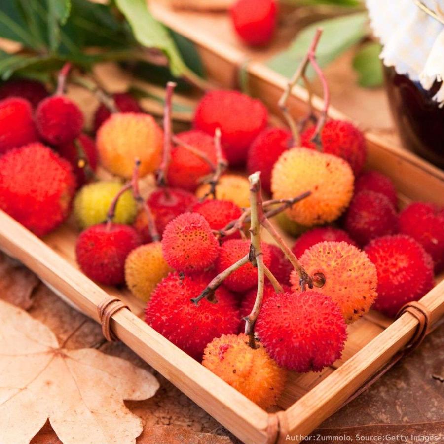 イチゴノキ 種子 | ストロベリーツリー - 地中海地域の果実の木 - 種子 |  | 04