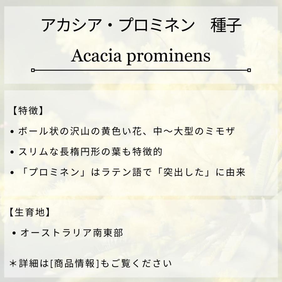 アカシア・プロミネン 種子 | ゴールデンレインワトル - 長楕円形の葉のミモザ  - 種子 |  | 01