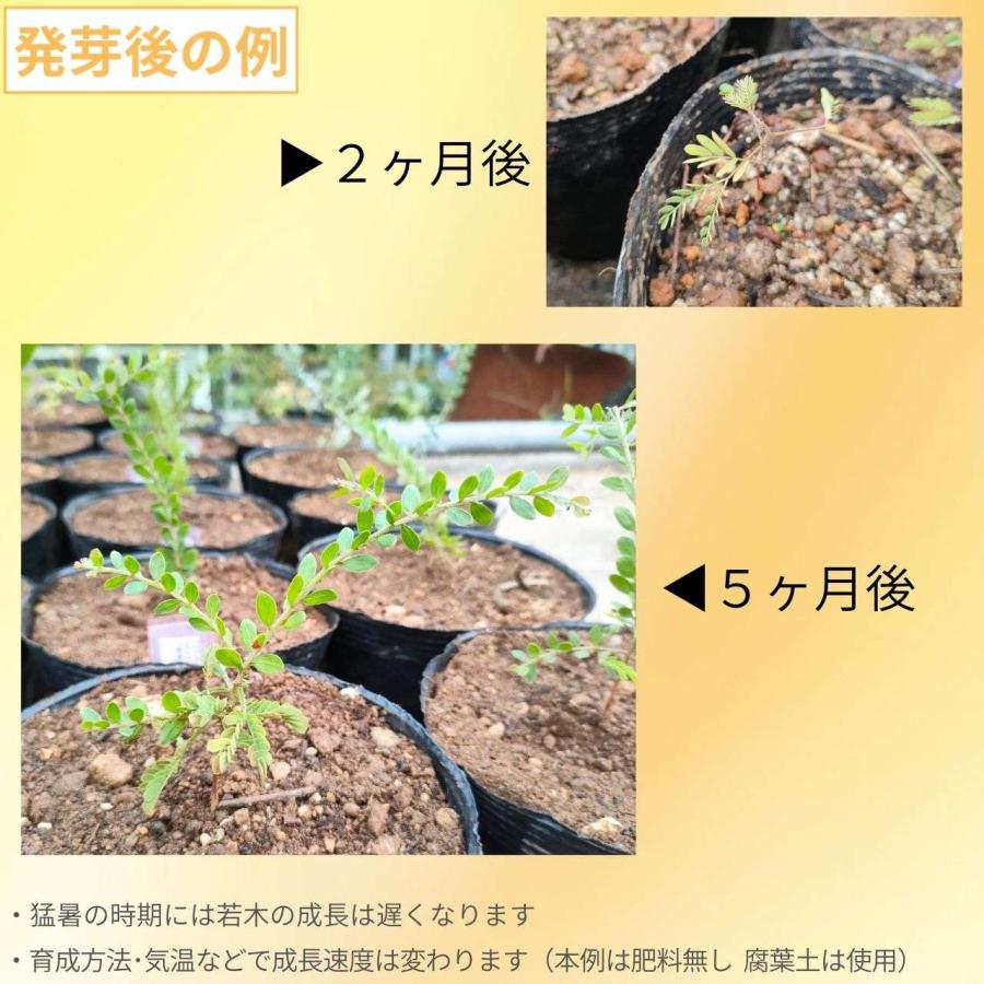 アカシア・プロミネン 種子 | ゴールデンレインワトル - 長楕円形の葉