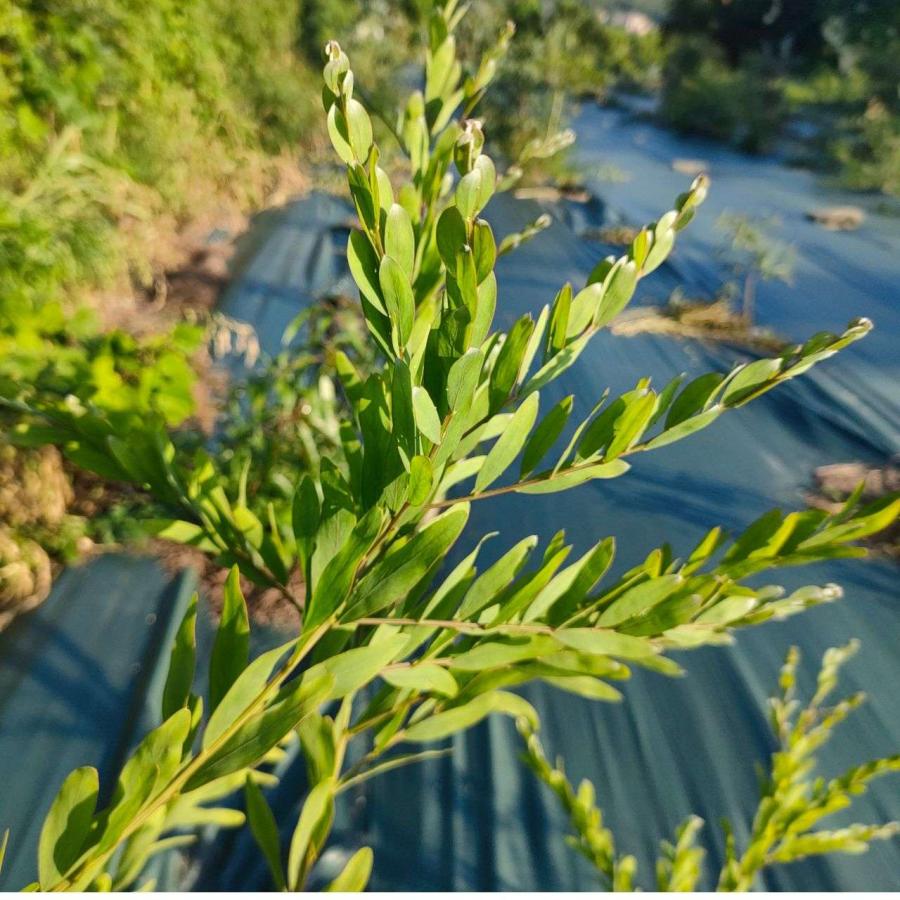 アカシア・プロミネン 種子 | ゴールデンレインワトル - 長楕円形の葉のミモザ  - 種子 |  | 03