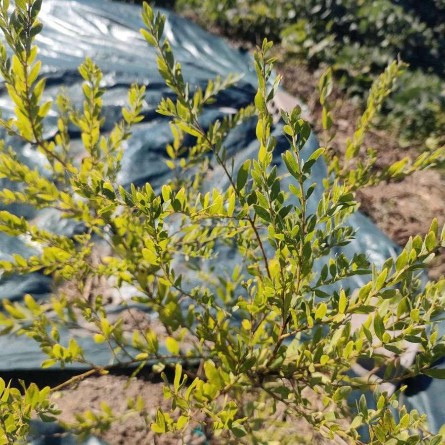 アカシア・プロミネン 種子 | ゴールデンレインワトル - 長楕円形の葉のミモザ  - 種子 |  | 04