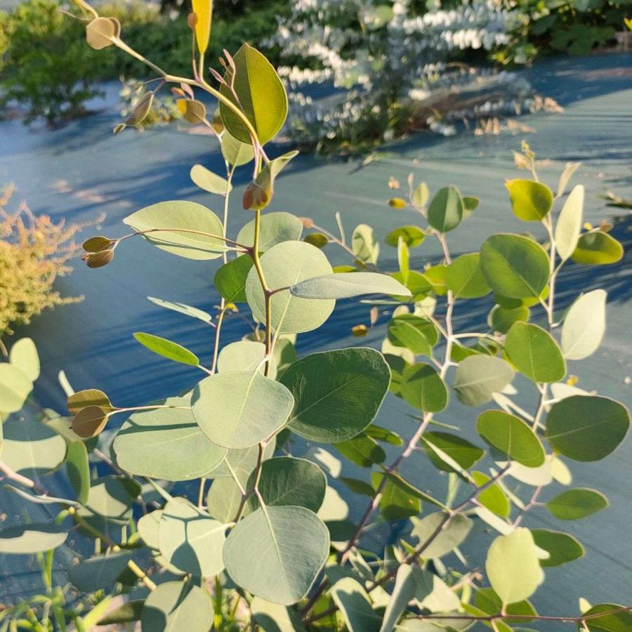 ユーカリ ケリー 種子 ハーブ木 樹木 種子 Seeds Flower Green Kugel 通販 Yahoo ショッピング