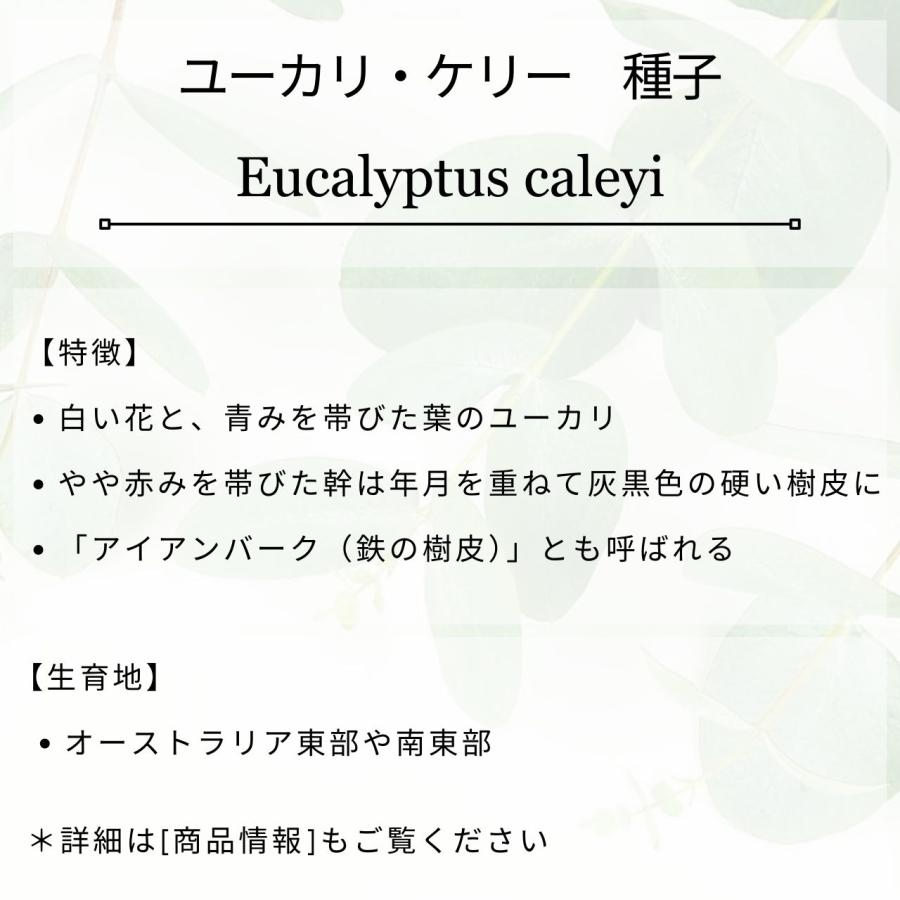 ユーカリ・ケリー 種子 | 鉄の樹皮 - 種子 |  | 01