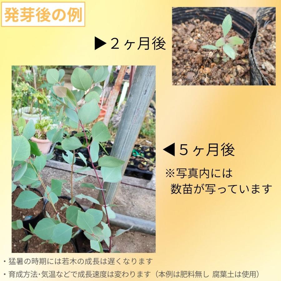 ユーカリ・ケリー 種子 | 鉄の樹皮 - 種子 |  | 02