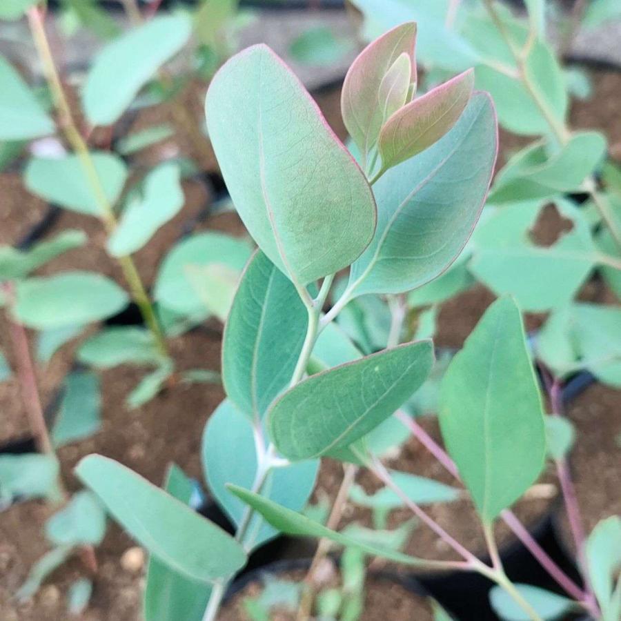 ユーカリ・ケリー 種子 | 鉄の樹皮 - 種子 |  | 03