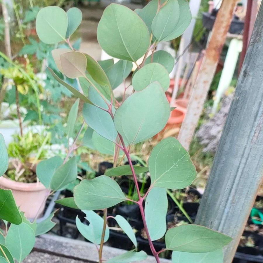 ユーカリ・ケリー 種子 | 鉄の樹皮 - 種子 |  | 04