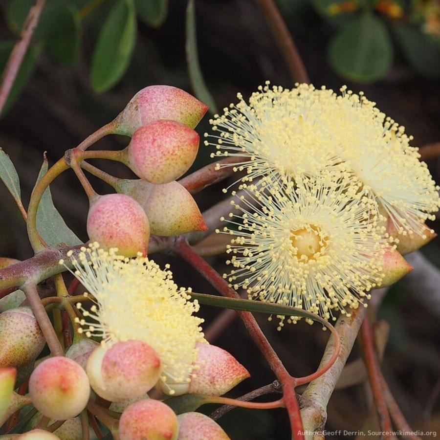 ユーカリ クルキス 種子 サザンクロス マリー ハーブ木 樹木 種子 Pavlovastudio Ru