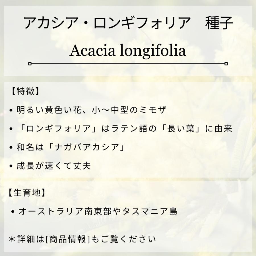 アカシア・ロンギフォリア 種子 | ナガバアカシア - 長葉のミモザ - 種子 |  | 01