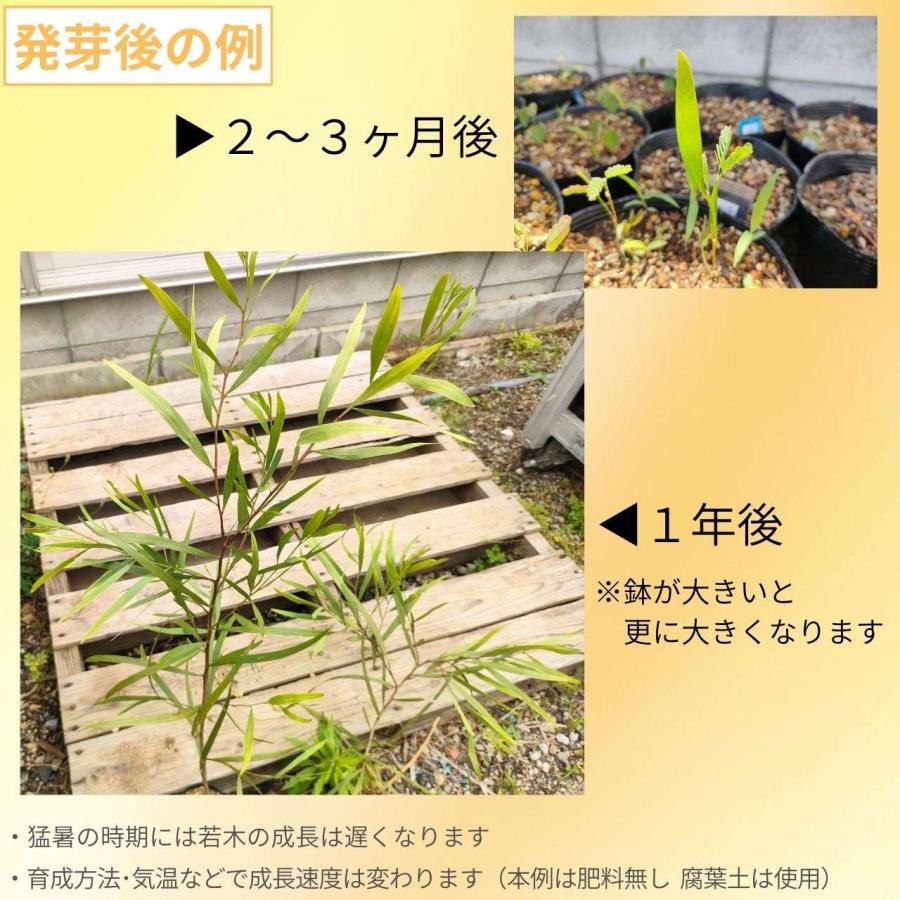 アカシア・ロンギフォリア 種子 | ナガバアカシア - 長葉のミモザ - 種子 |  | 02