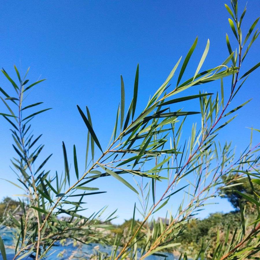 アカシア・ロンギフォリア 種子 | ナガバアカシア - 長葉のミモザ - 種子 |  | 03